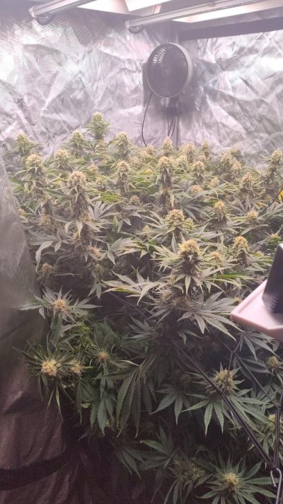 First Grow: Mr. Nice Critical Mass in Coco | 4x4 Tent | Trying Not to Kill Them 🤣