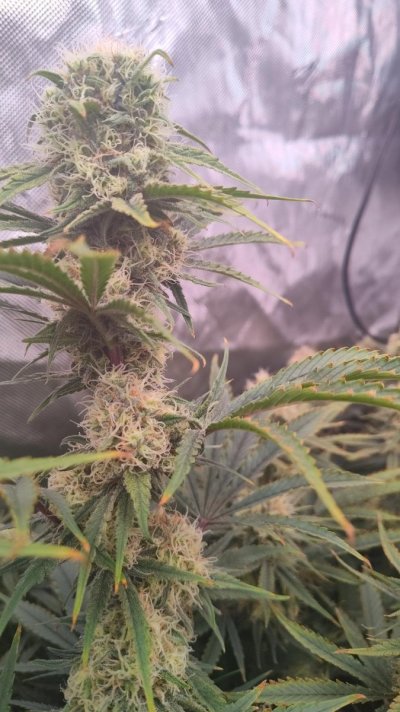 First Grow: Mr. Nice Critical Mass in Coco | 4x4 Tent | Trying Not to Kill Them 🤣
