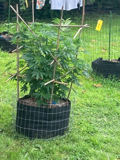 Big Al’s 2025 season indoor/outdoor grow in misery