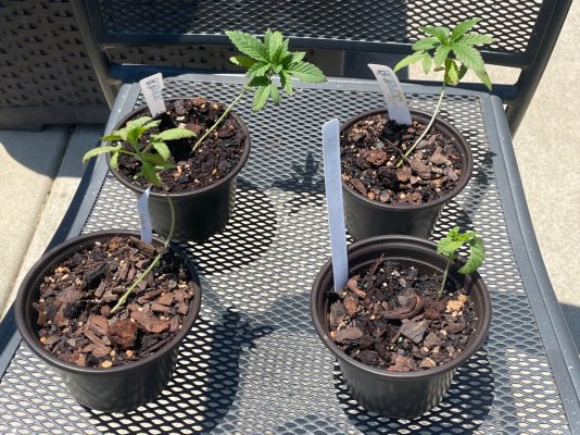 2026 Outdoor Grows! let's see em!