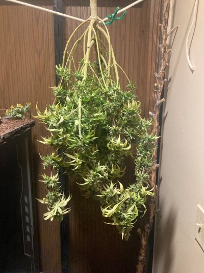 Big Al’s 2025 season indoor/outdoor grow in misery