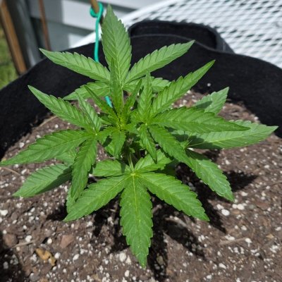 2026 Outdoor Grows! let's see em!