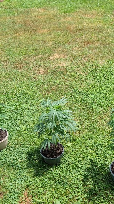 should I cut the fan leaves?