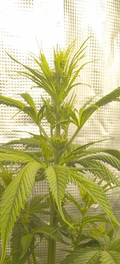 Community Seed Run. Lemon Verde Oaxacan.