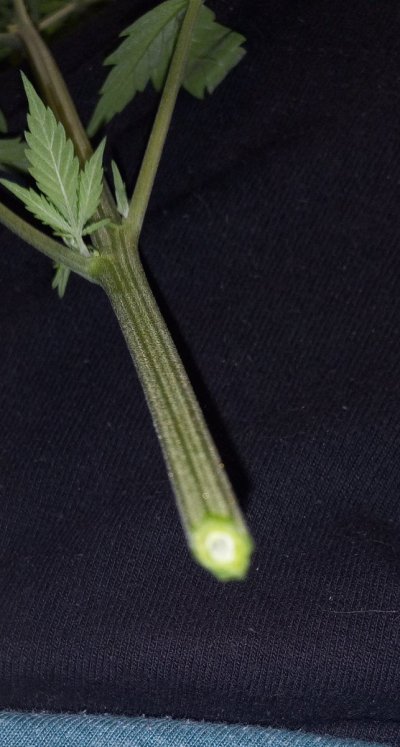 Community Seed Run. Lemon Verde Oaxacan.