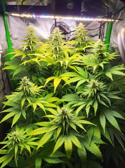 Northern Lights - Spring 2026 Indoor