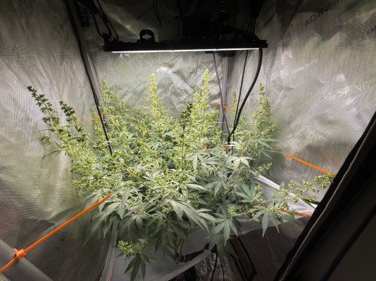 3 Tropaya phenos pregnant with F2s