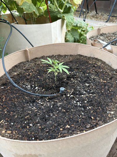 Desert Dude Learns Some Things About Growing Weed