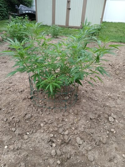 2026 Outdoor Grows! let's see em!