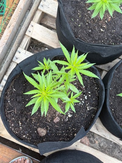 Purple kush papaya sherbet afghan skunk and big bud