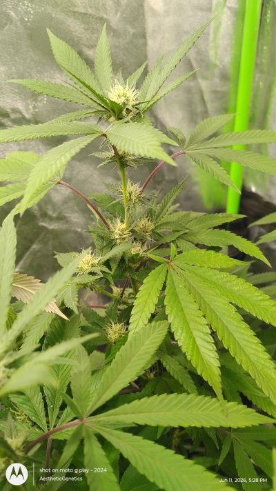 Superboof Strain of the Year