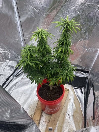 Profile post on GNick55