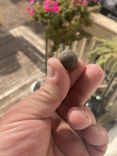 Big Al’s 2025 season indoor/outdoor grow in misery
