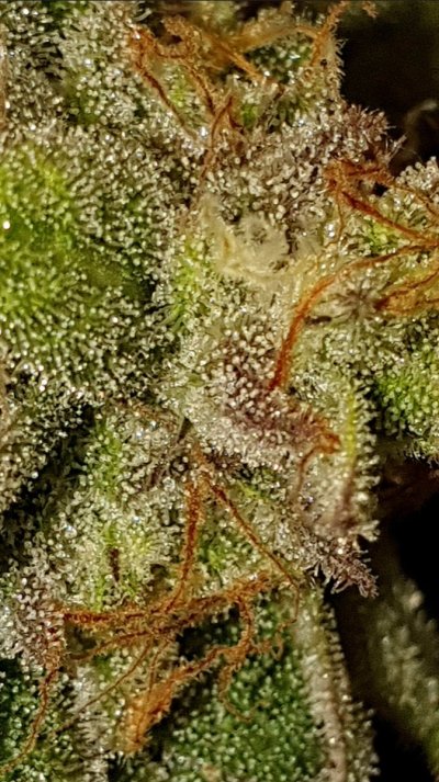 🦇 Vampire Lightning 🦇 Grow by Afterburner