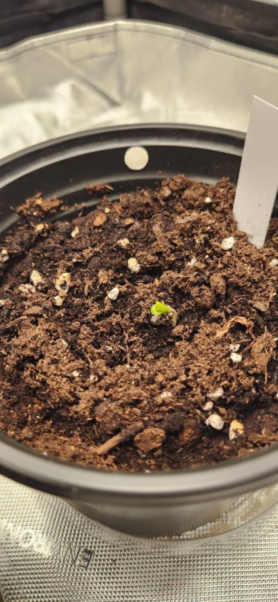 Tumble stumbles upon a Spider Farmer clip on fan.. Growing Blue Cheese, North Thunderfuck, Cali Blues, and Bruce Banner #2