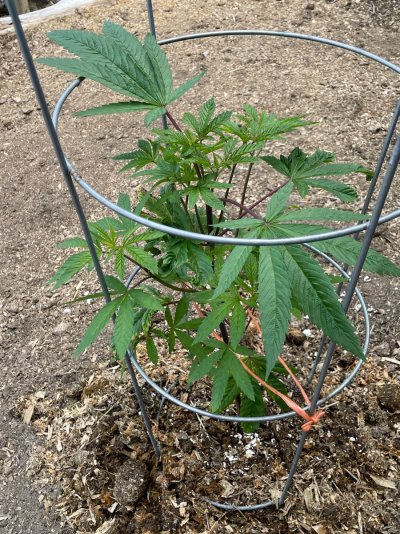 Eternal Sun 2026 outdoor garden grow