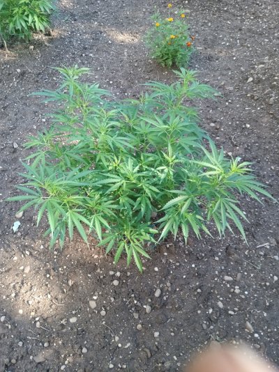 2026 Outdoor Grows! let's see em!