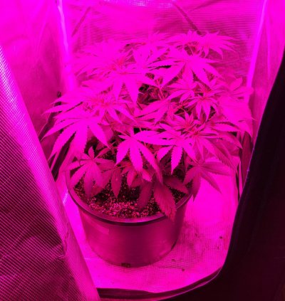 Northern Lights - Spring 2026 Indoor