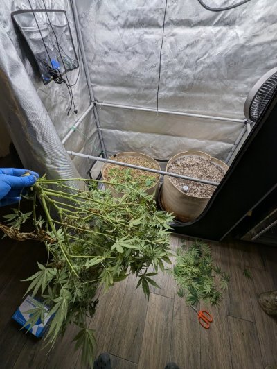 Week4Bytch ..The Cannabis Karen