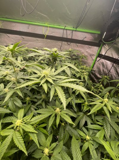 IMG_2619.jpeg