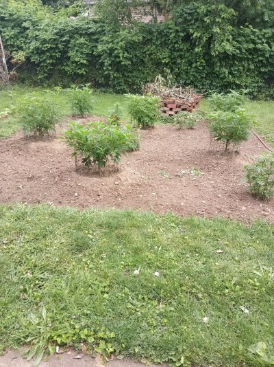 2026 Outdoor Grows! let's see em!