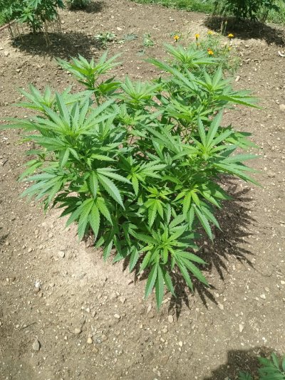 2026 Outdoor Grows! let's see em!