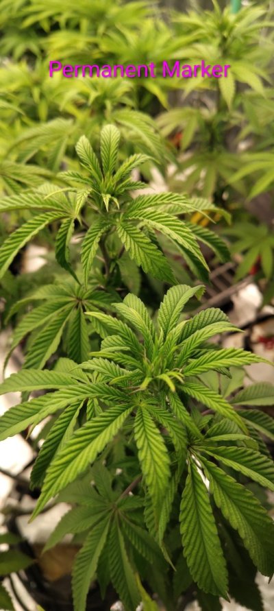 13 plants 3- Strawberry Cough, 3- Candyland Peyote, 3- Peanut Butter Breath, 3- Permanent Marker 1 Mazar Kush