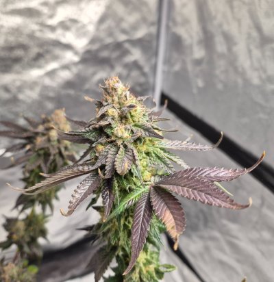 JOTI God's Candy grow show!