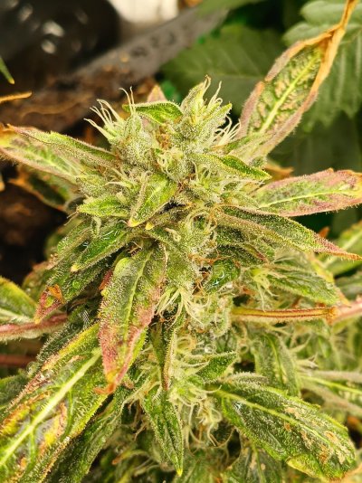 12-12 from seed community journal