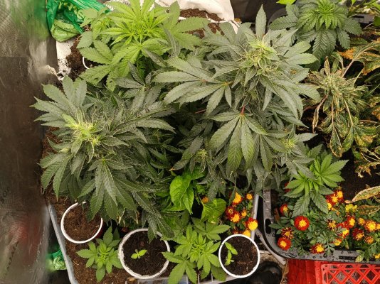 12-12 from seed community journal