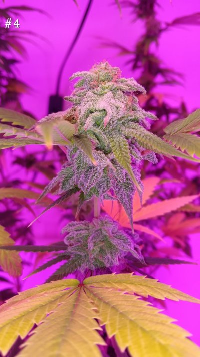 30 years since i was able to grow some weeds. i am now the proud parent of some beautiful girls....  :  )(  :