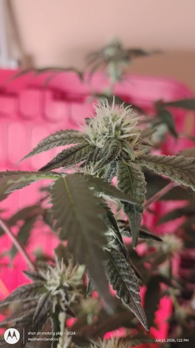 Spritzer Cannarado- Kaprikorn Clones- AestheticGenetiX