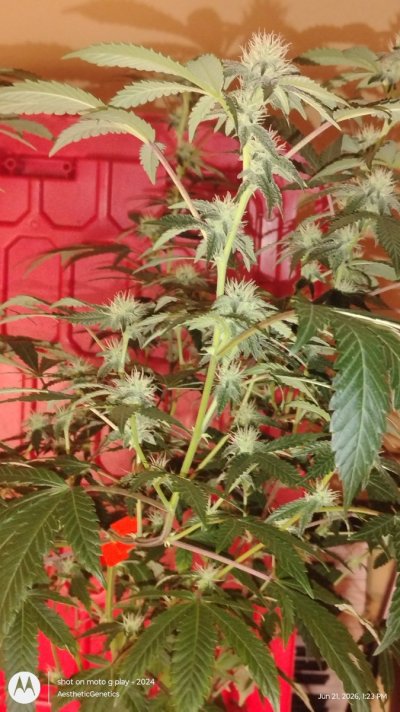 Spritzer Cannarado- Kaprikorn Clones- AestheticGenetiX