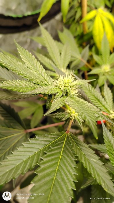 Jokerz Candy Kaprikorn Clones -AestheticGenetiX