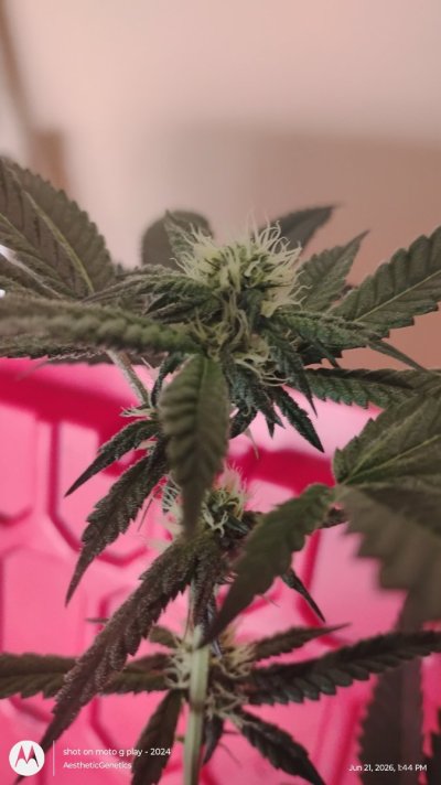 Jokerz Candy Kaprikorn Clones -AestheticGenetiX