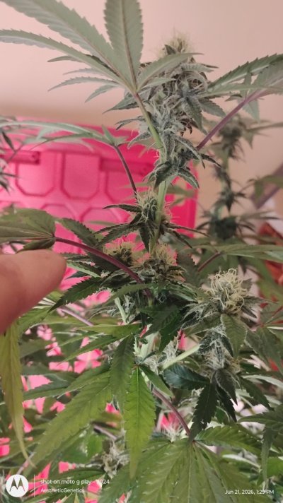 Superboof Strain of the Year