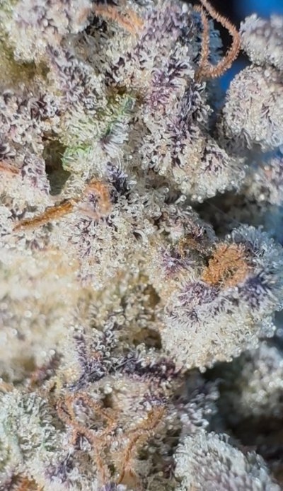 We_Toke_Chronic’s Seed GIVEAWAY!  🌱