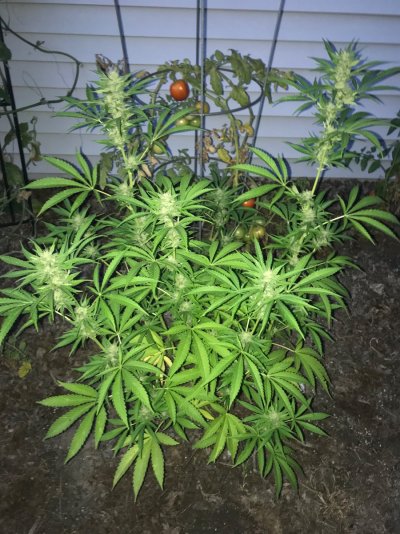 2026 Outdoor Grows! let's see em!