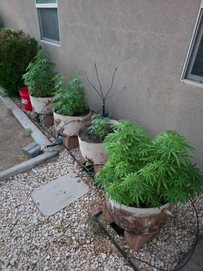 Desert Dude Learns Some Things About Growing Weed