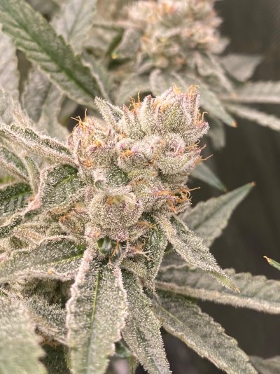 doobers grow tent, seedlings clones and flowers