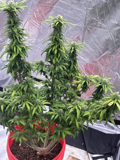 Profile post on GNick55