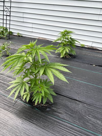 2026 Outdoor Grows! let's see em!