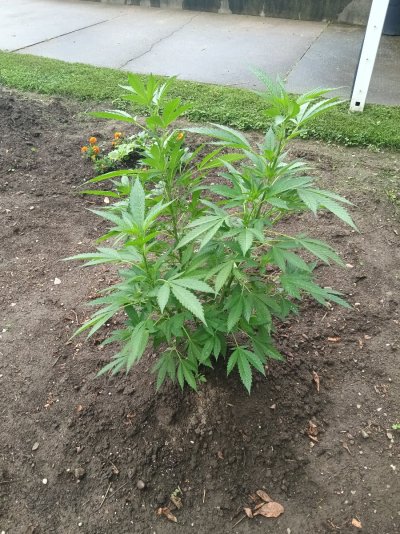 2026 Outdoor Grows! let's see em!