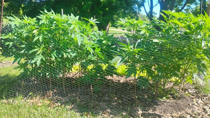Backyard - Northern Skunk x Kush Berry