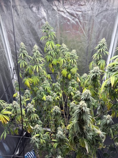 First grow in 3 years. Indoors to outdoors. Need advice