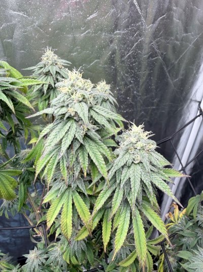 First grow in 3 years. Indoors to outdoors. Need advice