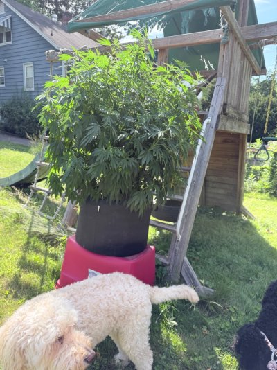 First grow in 3 years. Indoors to outdoors. Need advice