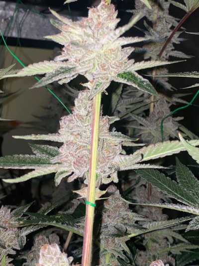doobers grow tent, seedlings clones and flowers