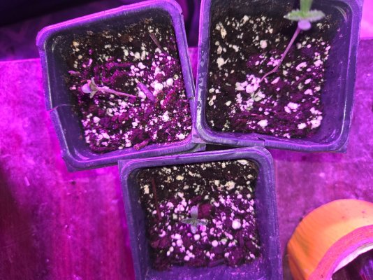 Jenny Skunk grow old barn genetics