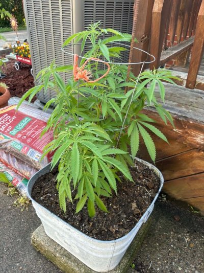 Eternal Sun 2026 outdoor garden grow